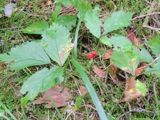 wild strawberry in the forest