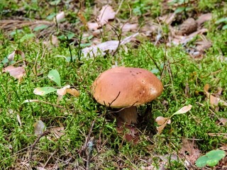 mushroom in the forest