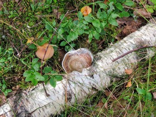Obraz premium mushrooms in the forest