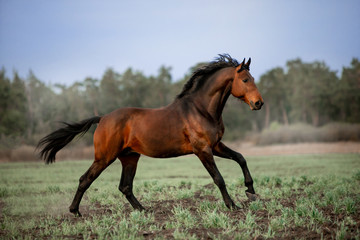 Obraz na płótnie Canvas Beautiful horses gallop across the green field