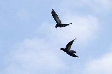 Obraz premium corpses in the sky