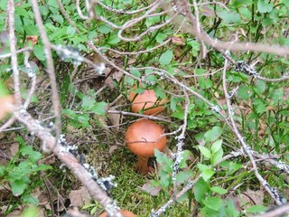 mushrooms in the forest