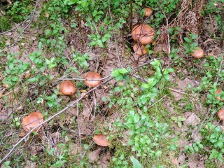 Fototapeta premium mushrooms in the forest