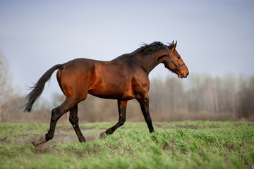 Beautiful horses gallop across the green field