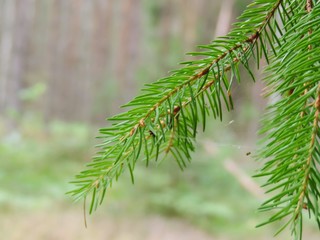 branch of a fir