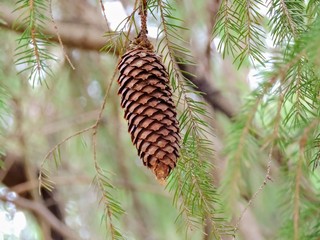 pine cones on a branch