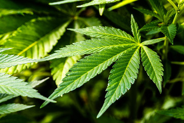 close up of green leaves of nettle