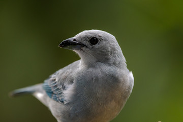 Sanhaçu-da-amazônia - Blue-gray Tanager - Tangara episcopus
