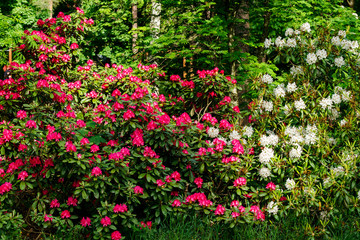 Bush with pink and white rhododendron flowers in the park, Finland