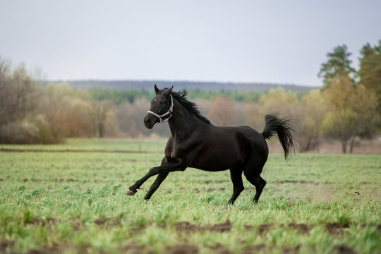 Beautiful horses gallop across the green field