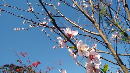 blooming cherry tree in spring
