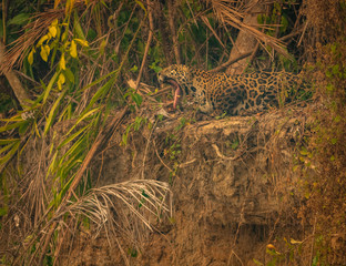 Fototapeta na wymiar Yawning of the jaguar