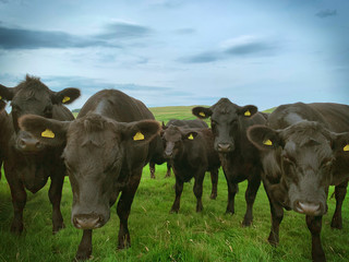 cows in the field