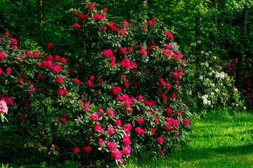 Bush with pink rhododendron flowers in the park, Finland