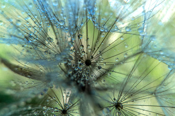 Naklejka na ściany i meble Water drops on dandelion in a macro lens