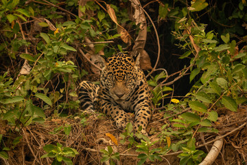 Jaguar sleeping