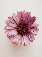 Mallow flower on white background, autumm flowers, violet flower