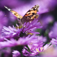 Swalowtail butterfly on the purple daisy flowers. Nature floral background with insect. Close up photography. Beautiful summer meadow