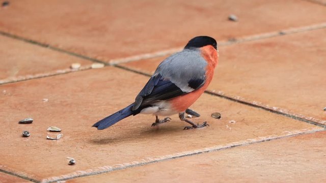 bird bullfinch eats bird seed, Pyrrhula pyrrhula
