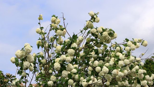 viburnum opulus flowering in spring, snowball

