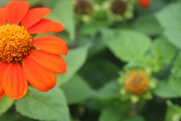 orange flower in the garden