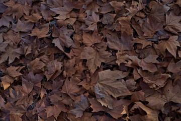 Close up of maple leaves on forest floor. Autumn concept. Autumn brown leaves. Natural background