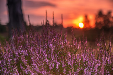 L&uuml;neburger Heide 

