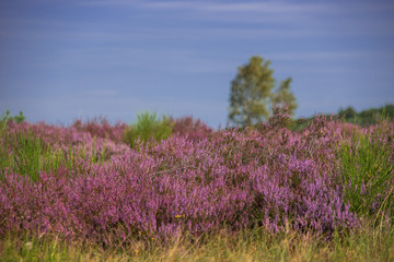 Lüneburger Heide 
