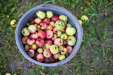 Selective focus on a bucket with fallen rotten apples from above in a blurred summer garden.