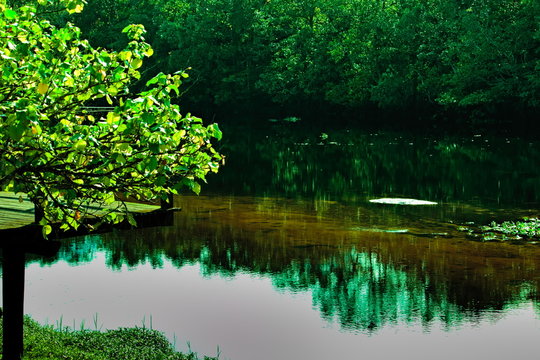 small tree framing the transparent waters of the Guaratuba River that reflects the vegetation on its banks.