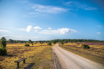 Fototapeta premium Lüneburger Heide 