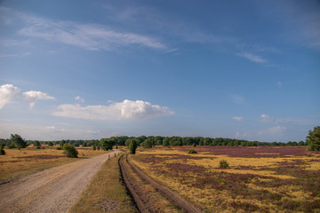 Fototapeta na wymiar Lüneburger Heide 