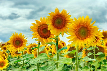 Obraz premium Yellow sunflower flowers on the field
