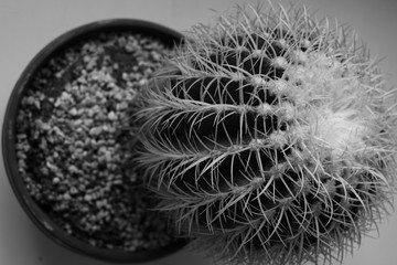 Cactus in black and white