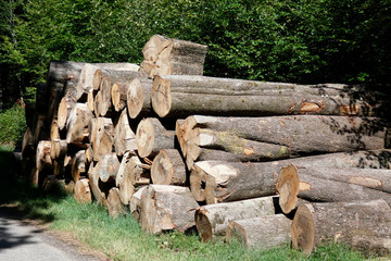 tronc bois hêtre coupé rangé