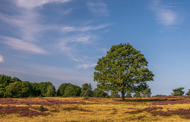 Fototapeta premium Lüneburger Heide 