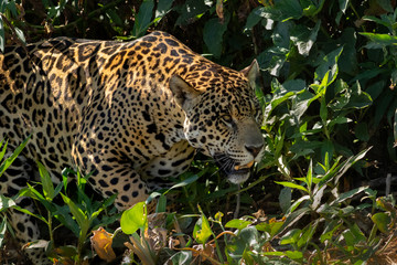 Hunting
