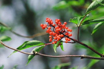 Red-berried elder, Sambucus racemosa, red elderberry, ripe red berries on a branch