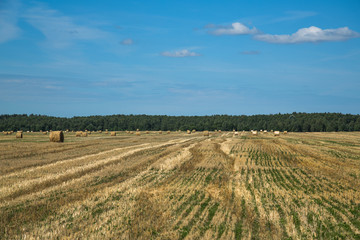Fototapeta na wymiar Field after harvesting wheat. A round stack of dry straw on a field in summer against a background of blue sky and trees.