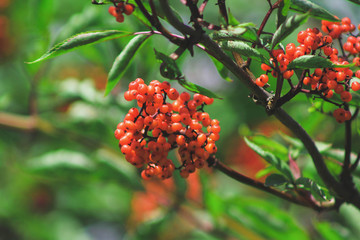 Red-berried elder, Sambucus racemosa, red elderberry, ripe red berries on a branch