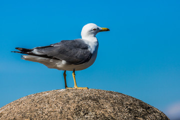 Closeup of a side view of a seagull with gray and white plumage standing on a stone on a sunny day with a blue sky in the background