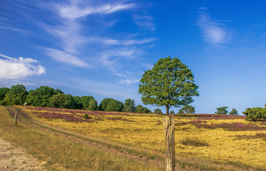 Fototapeta premium Lüneburger Heide 