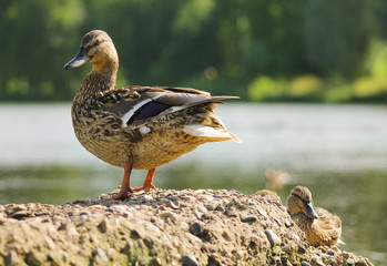 a duck stands on the coast
