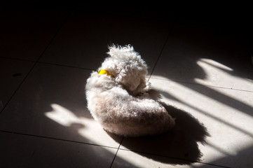 White long haired poodle illuminated by sunbeam, on a black background