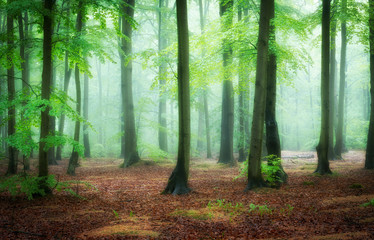 Beautiful foggy morning in green forest