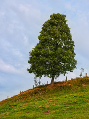 Lonely Tree in the Mountains in Austria