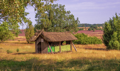 Obraz premium Lüneburger Heide 