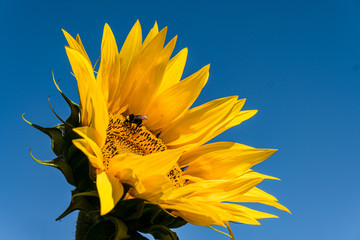 Beautiful Bright Yellow and Orange Sunflowers with Bees Pollinating the Flowers