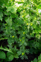Fototapeta premium green leaves background
