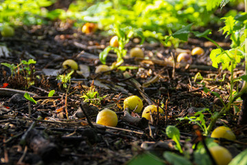 plums on the ground